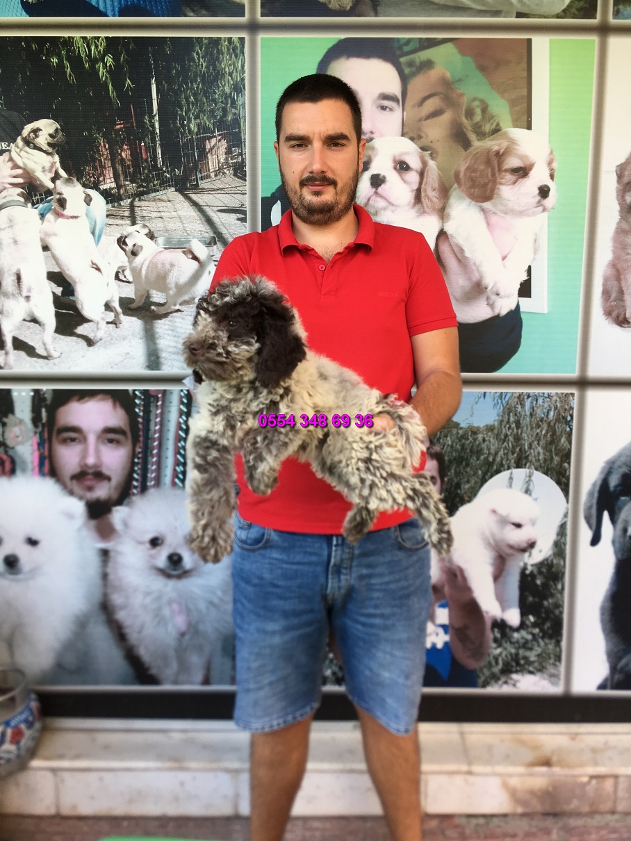 Lagotto Romagnolo Satılık Köpek ilanları