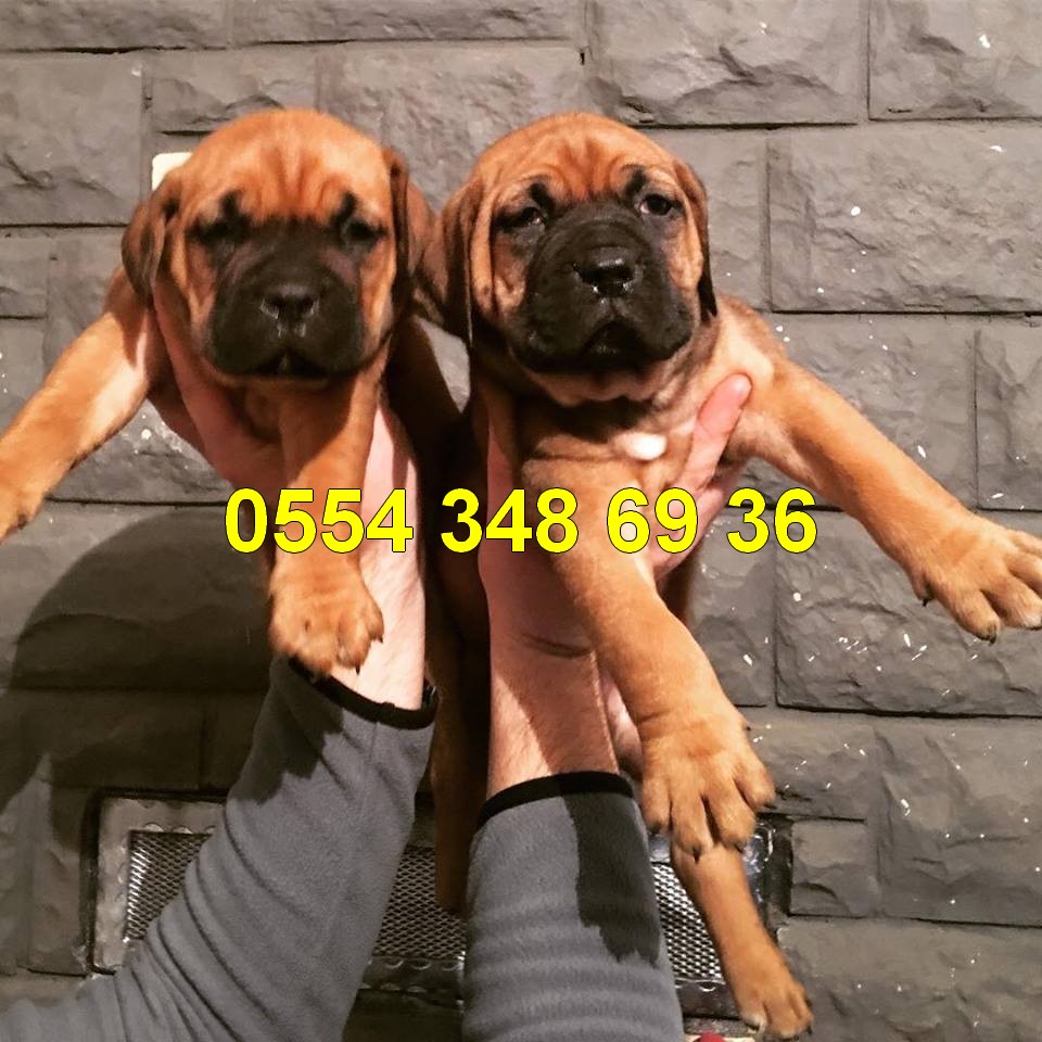 Ozel Irk Bull Mastiff Yavrulari Magazamizda Satilik Kopek Ilanlari