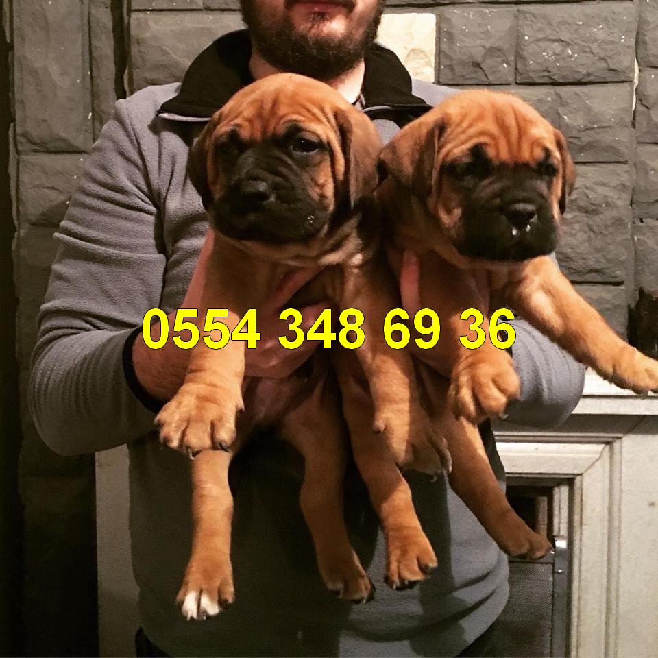 Ozel Irk Bull Mastiff Yavrulari Magazamizda Satilik Kopek Ilanlari