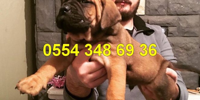 Ozel Irk Bull Mastiff Yavrulari Magazamizda Satilik Kopek Ilanlari