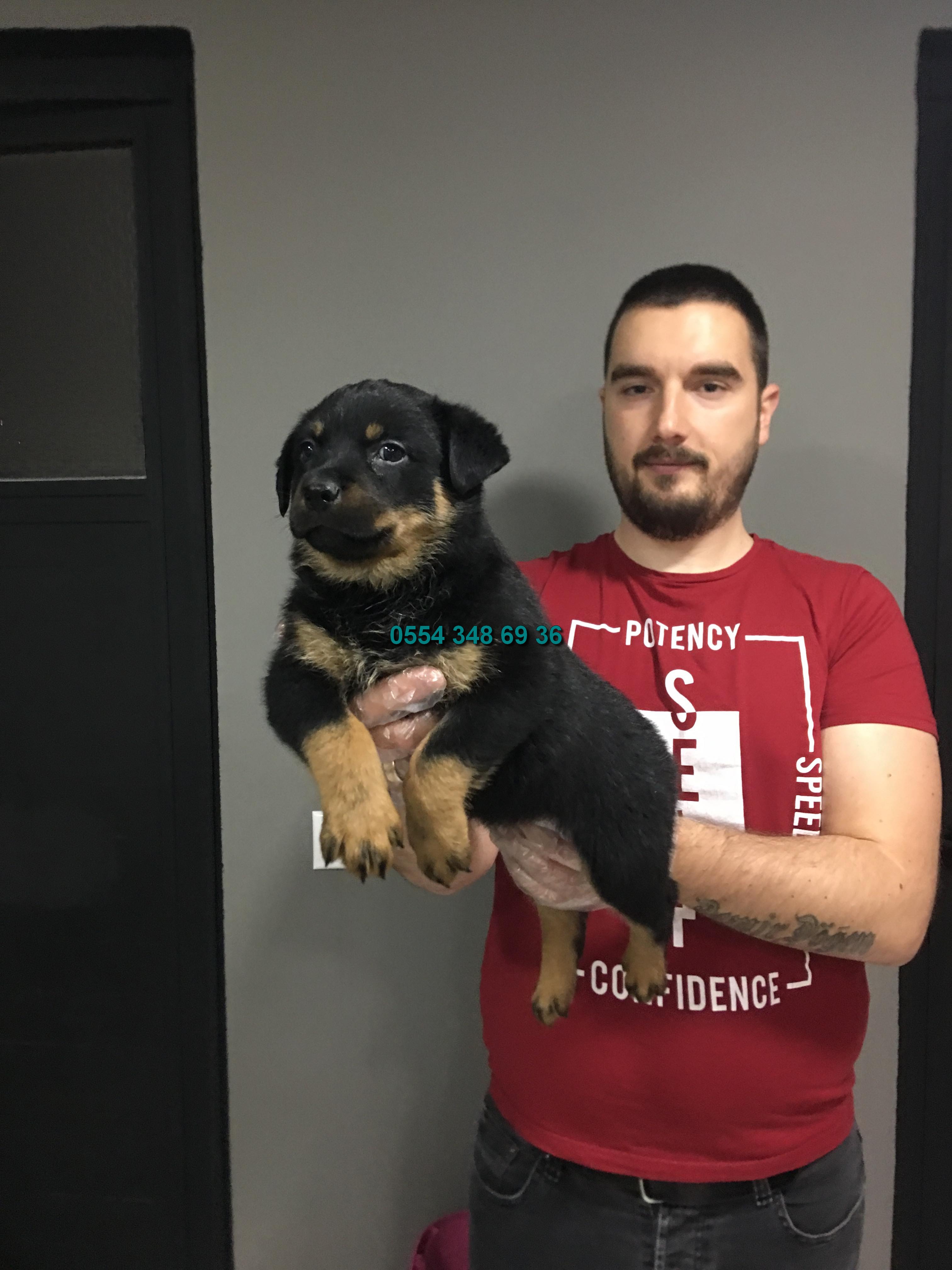 Satilik Rottweiler Yavrularimiz Satilik Kopek Ilanlari