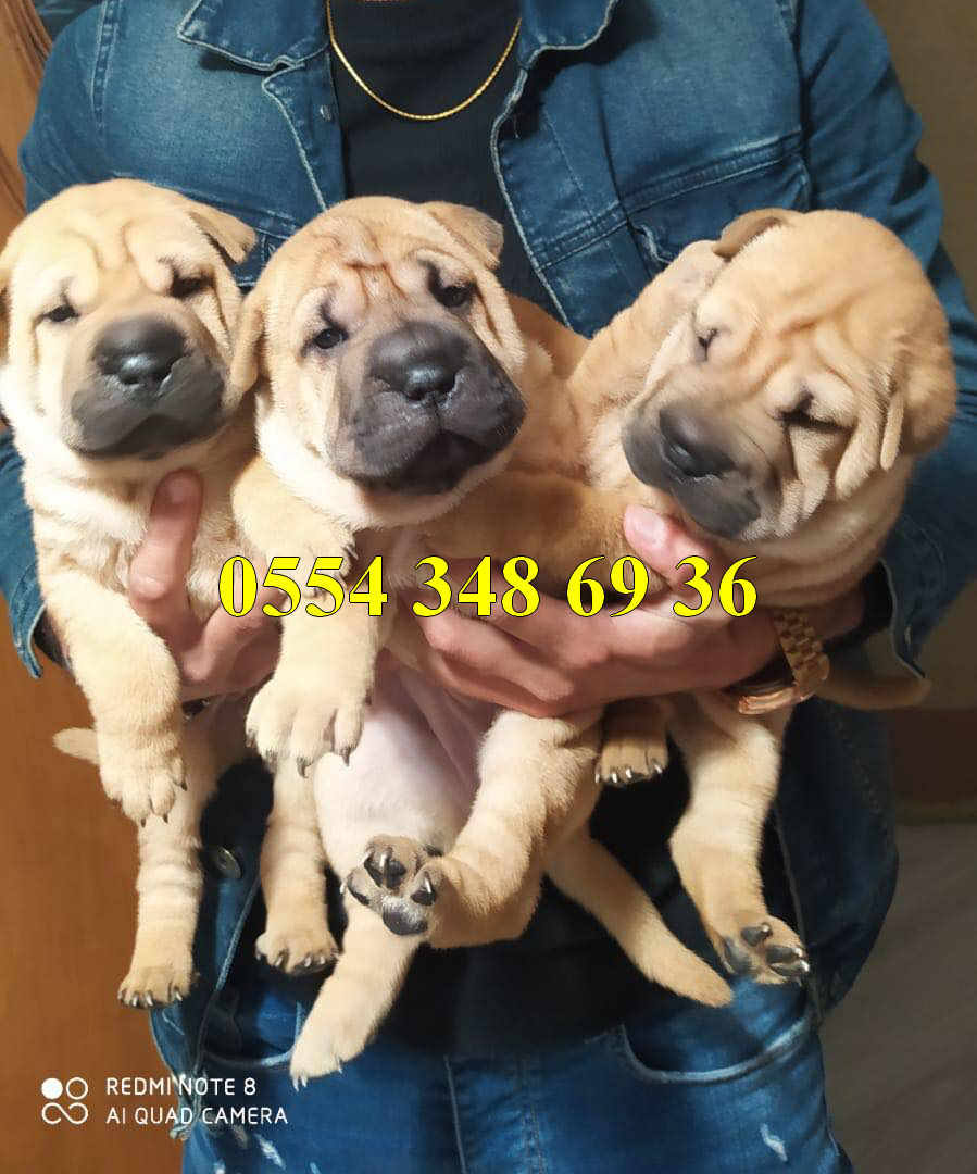 Sharpei Yavrulari Satilik Kopek Ilanlari