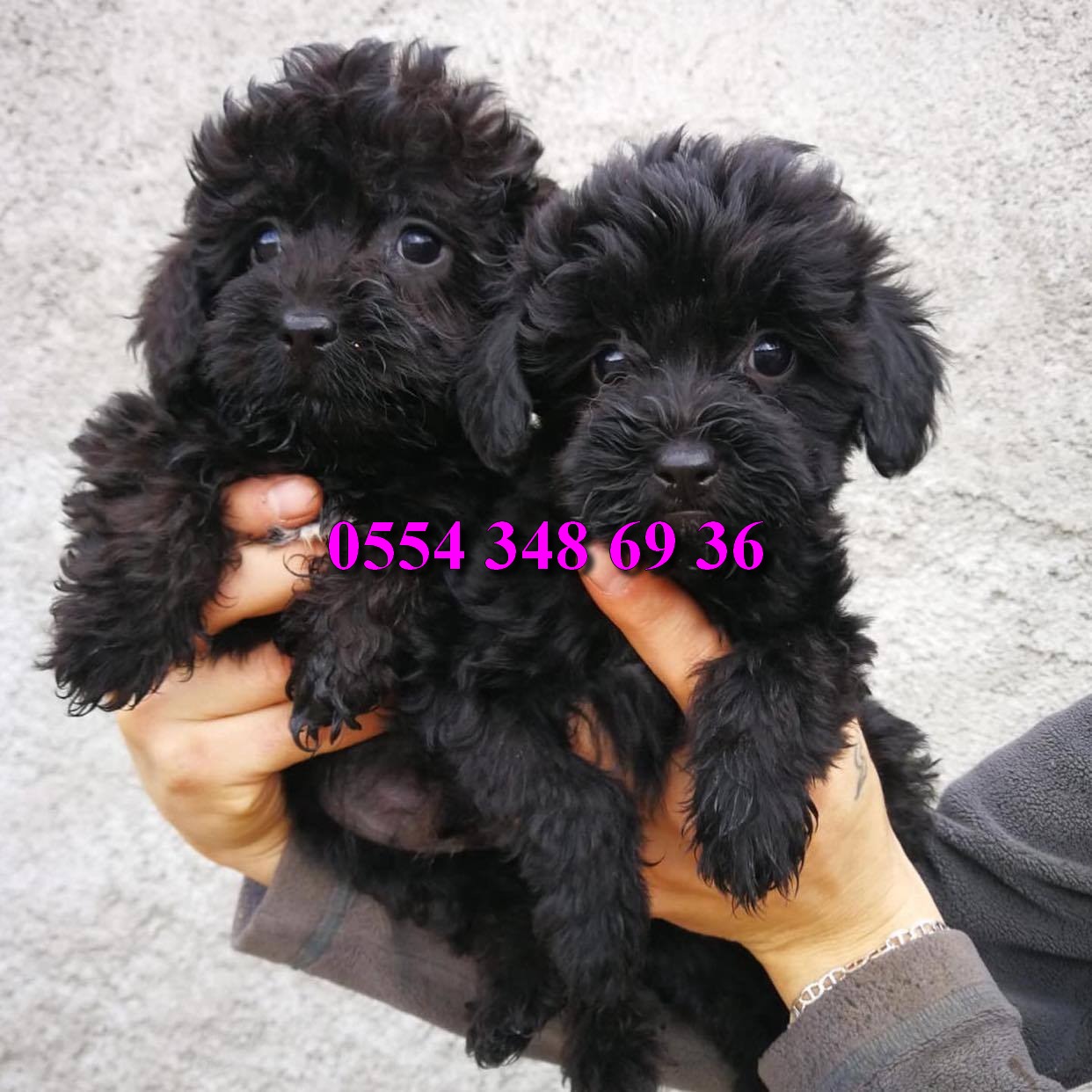 Black Maltipoo Yavrularimiz Satilik Kopek Ilanlari